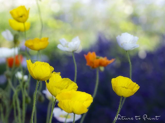 Blumenbild Islandmohn vor Lavendel