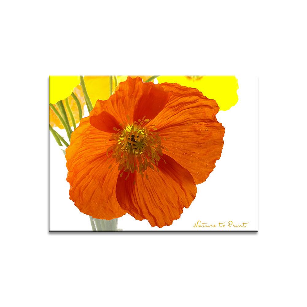 Muntermacher Islandmohn Blumenbild auf Leinwand, Kunstdruck oder FineArt