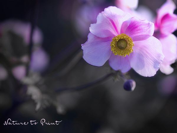 Blumenbild Bezaubernde Japananemone