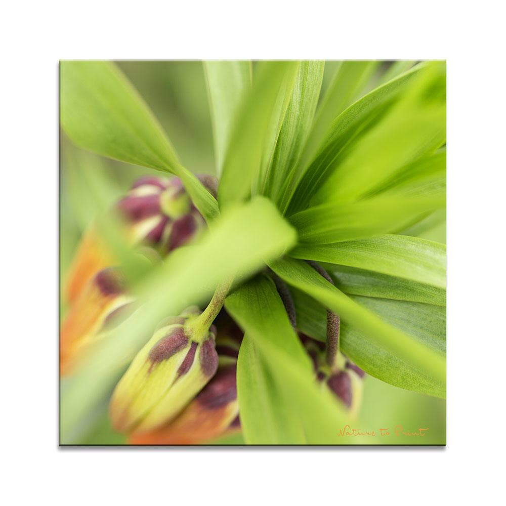 Die Kaiserkrone erwacht | Quadratisches Blumenbild auf Leinwand