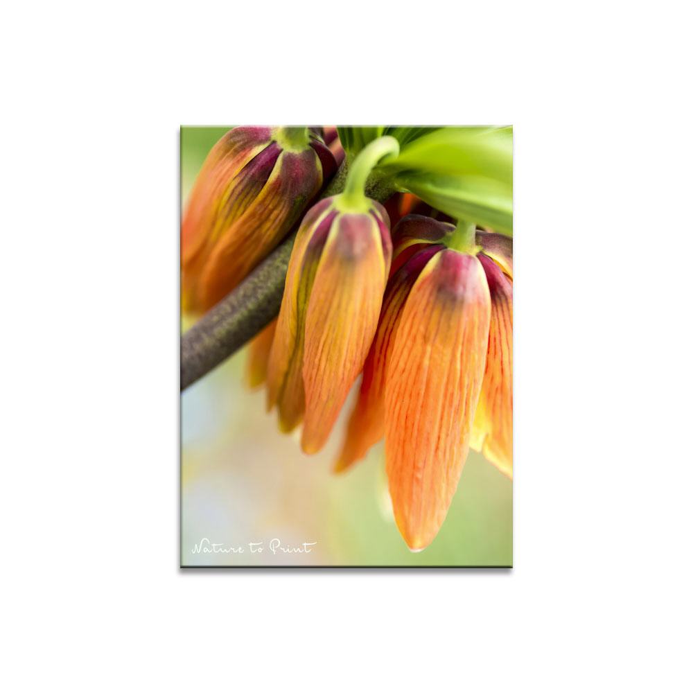 Kaiserkone VI Blumenbild auf Leinwand, Kunstdruck oder FineArt