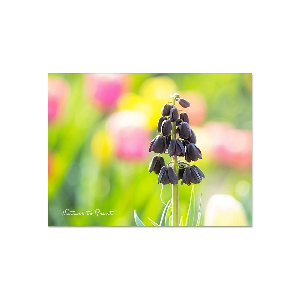 Persische Kaiserkrone  | Blumenbild auf Leinwand, Kunstdruck, FineArt, Acrylglas, Alu, Fototapete, Kissen