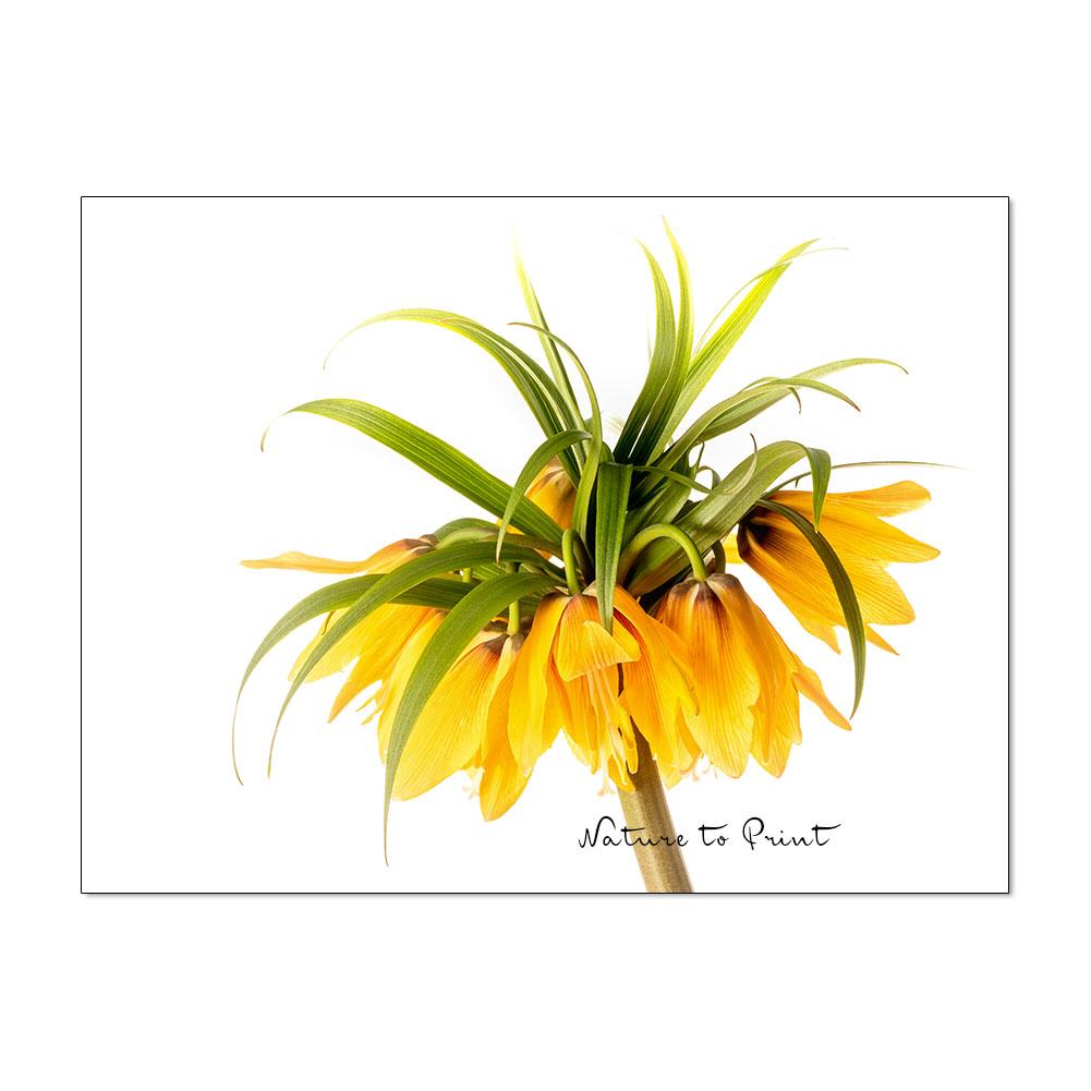 Sonne im Herzen | Blumenbild auf Leinwand, Kunstdruck, Fine-Art-Print, auf Alu-Dibond oder Acrylglas