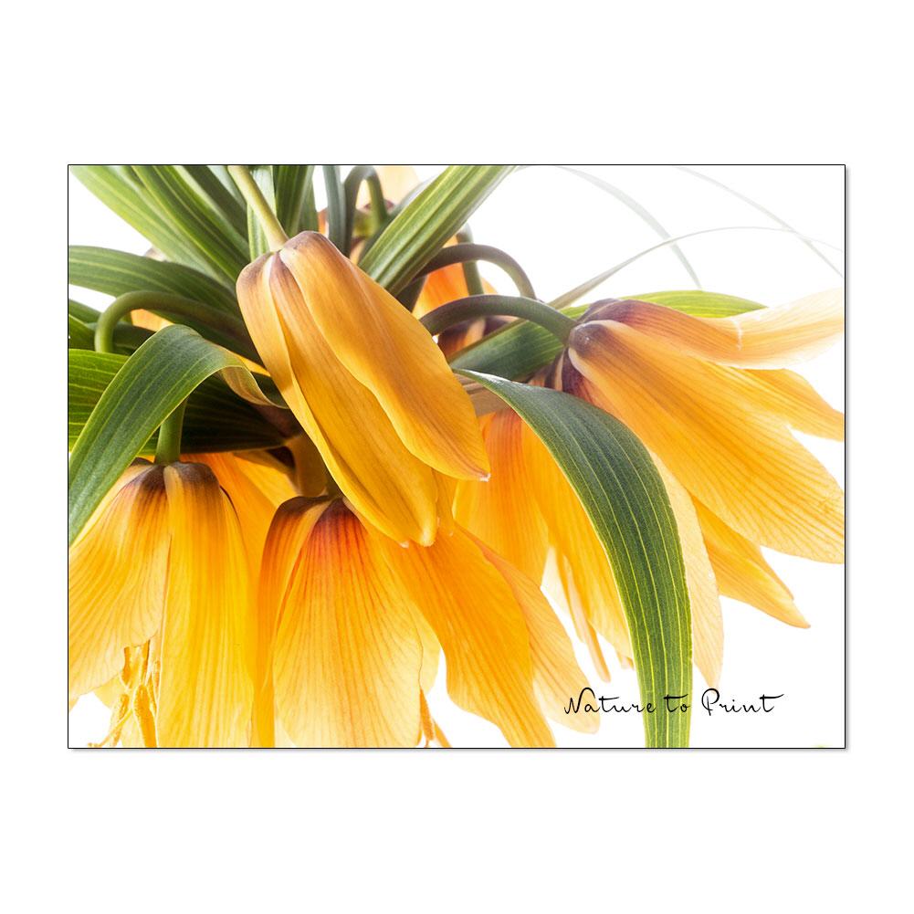 Sunnyboy | Blumenbild auf Leinwand, Kunstdruck, Fine-Art-Print, auf Alu-Dibond oder Acrylglas