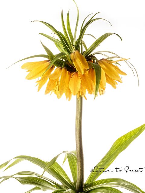 Blumenbild Kaiserkrone, freigestellt