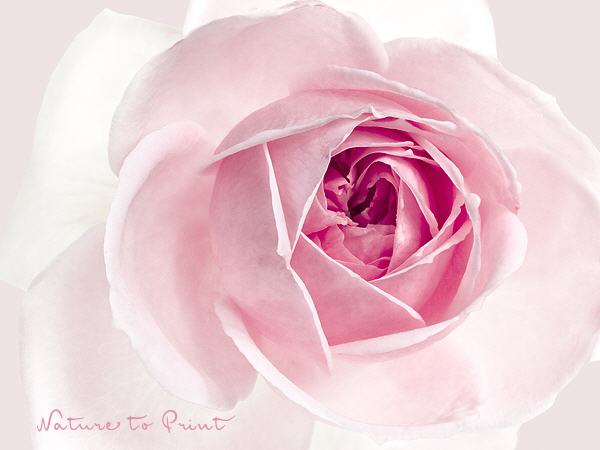 Rosenbild Rosa Rose mit großem Namen