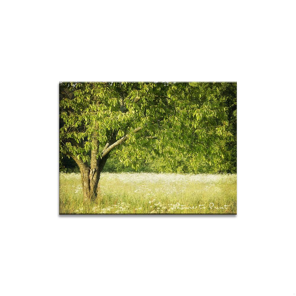 Kirschbaum in der Sommerwiese | Landschaftbild auf Leinwand, Kunstdruck, FineArt, Acrylglas, Alu-Dibond, Fototapete