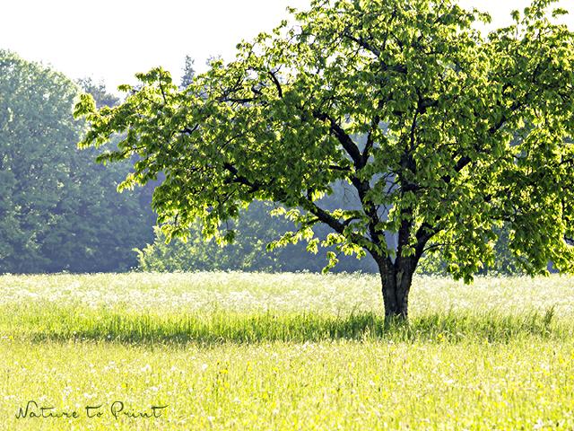 Landschaftsbild Mein Kirschbaum im Mai