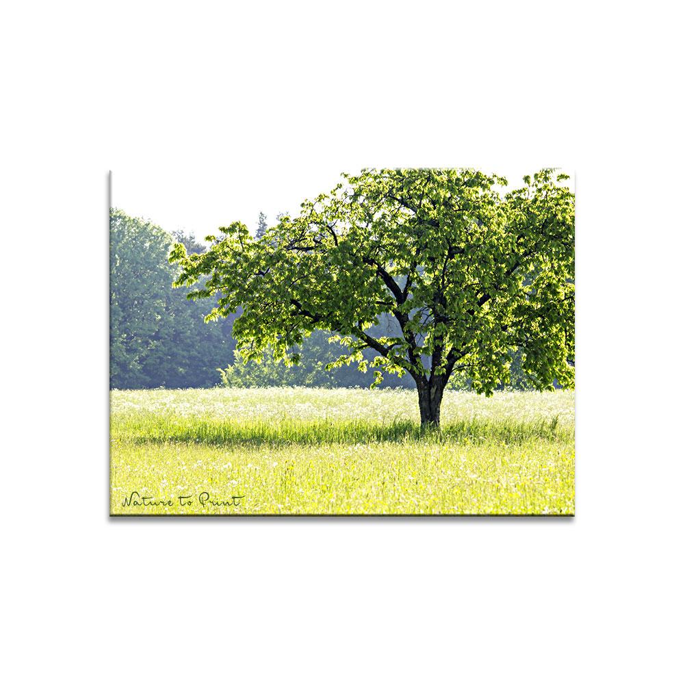 Mein Kirschbaum im Mai | Landschaftbild auf Leinwand, Kunstdruck, FineArt, Acrylglas, Alu-Dibond, Fototapete