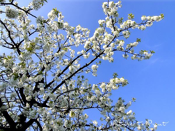 Blumenbild Kirschblüten im Himmel