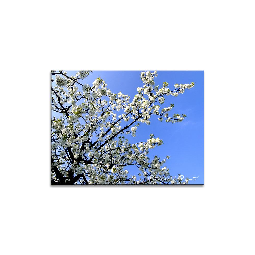 Kirschblüten im Himmel | Blumenbild auf Leinwand, Kunstdruck, FineArt, Acrylglas, Alu, Fototapete, Kissen