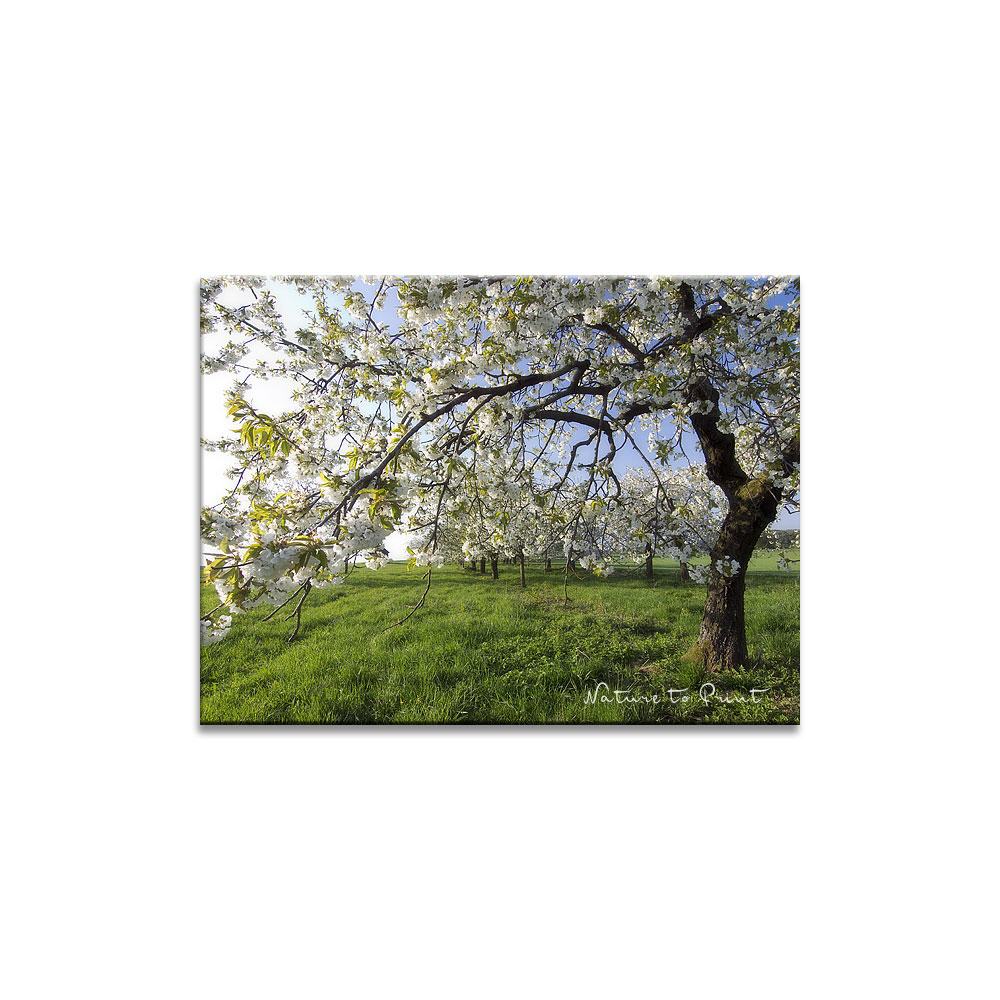Frankens Kirschblüte Landschaftbild auf Leinwand, Kunstdruck, FineArt, Acrylglas, Alu-Dibond, Fototapete