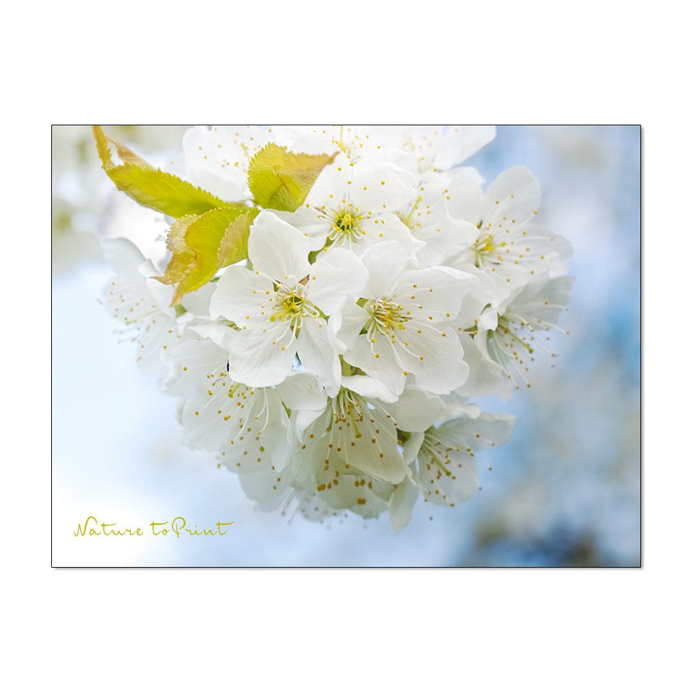Kirschen im Brautkleid | Blumenbild auf Leinwand, Kunstdruck, FineArt, Acrylglas, Alu-Dibond, Blumenkissen, Fototapete