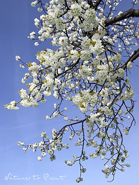 Blumenbild Weiße Blüten im Himmel