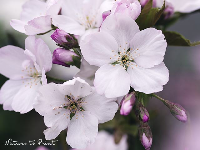 Blumenbild Romantische Kirschblüte
