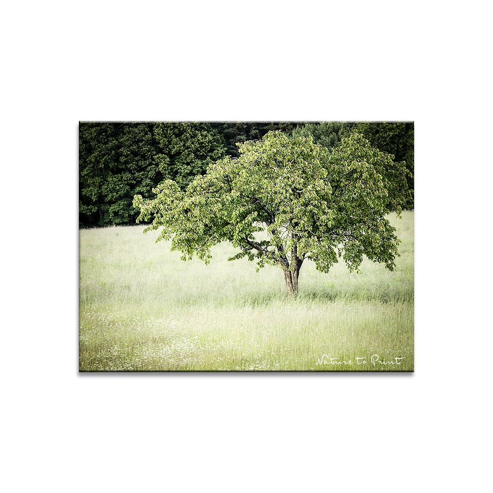 Leinwandbild Kirschbaum von oben