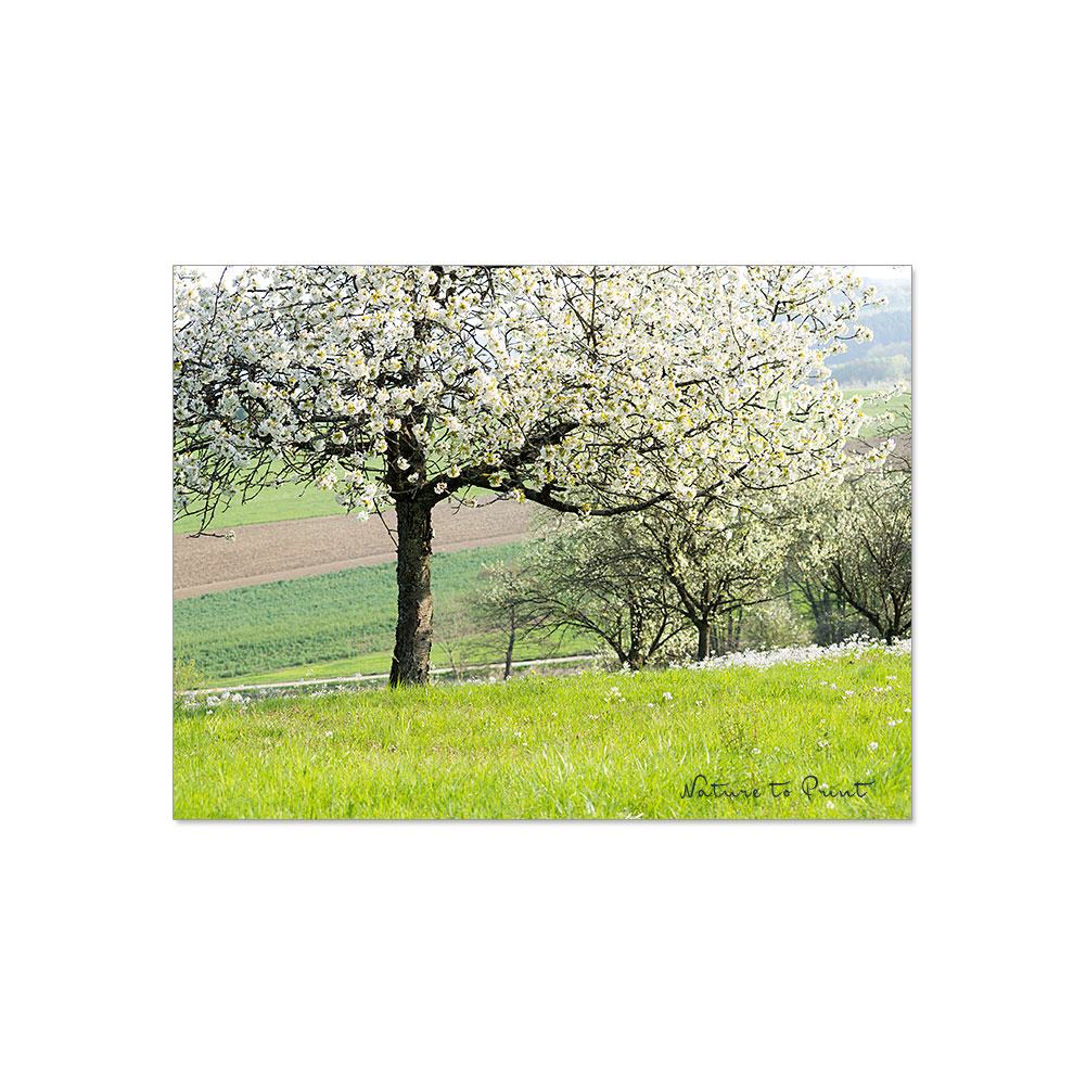 Alter Kirschgarten am Sonnenhang | Landschaftbild auf Leinwand, Kunstdruck, FineArt, Acrylglas, Alu-Dibond, Fototapete