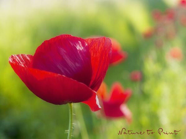 Blumenbild Roter Klatschmohn