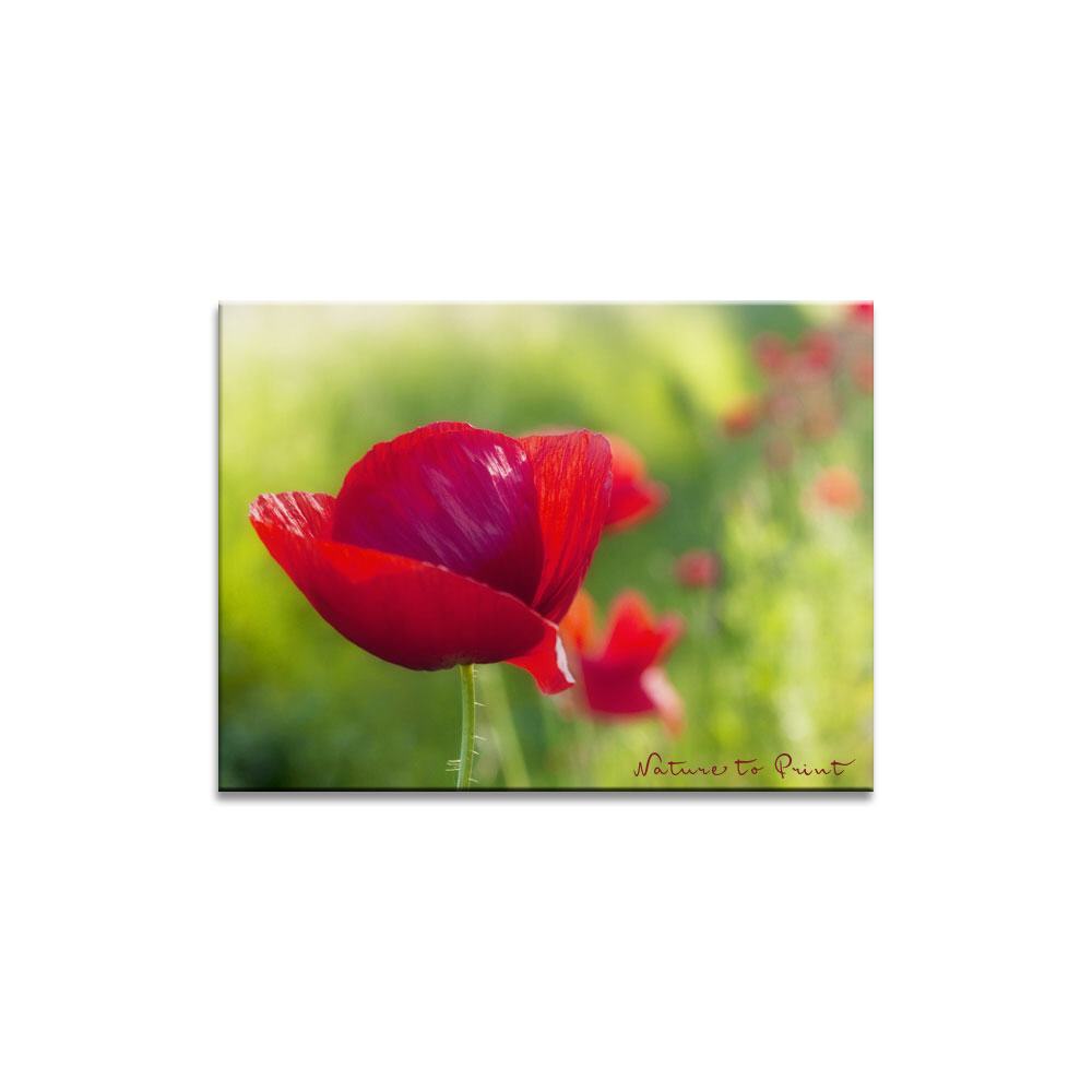 Roter Klatschmohn  Blumenbild auf Leinwand, Kunstdruck oder FineArt