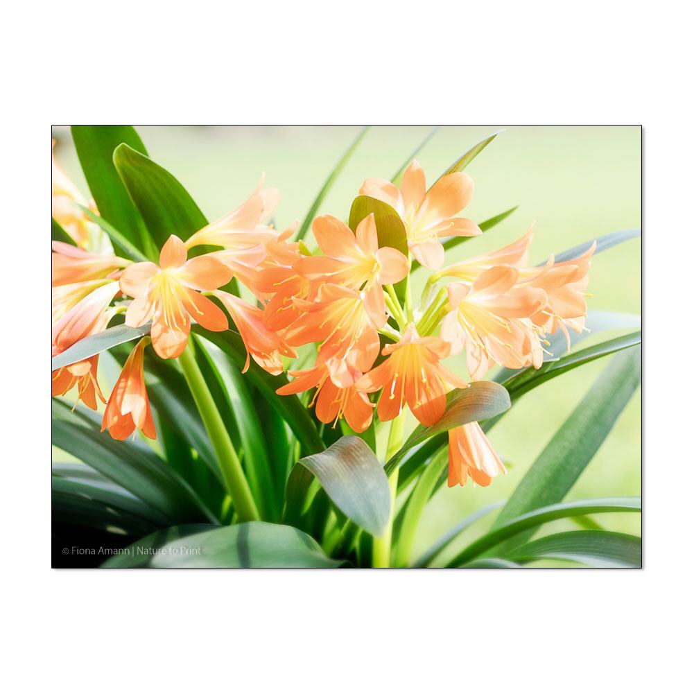 Orange Surprise | Blumenbild auf Leinwand, Kunstdruck,Acrylglas, Alu, Kissen