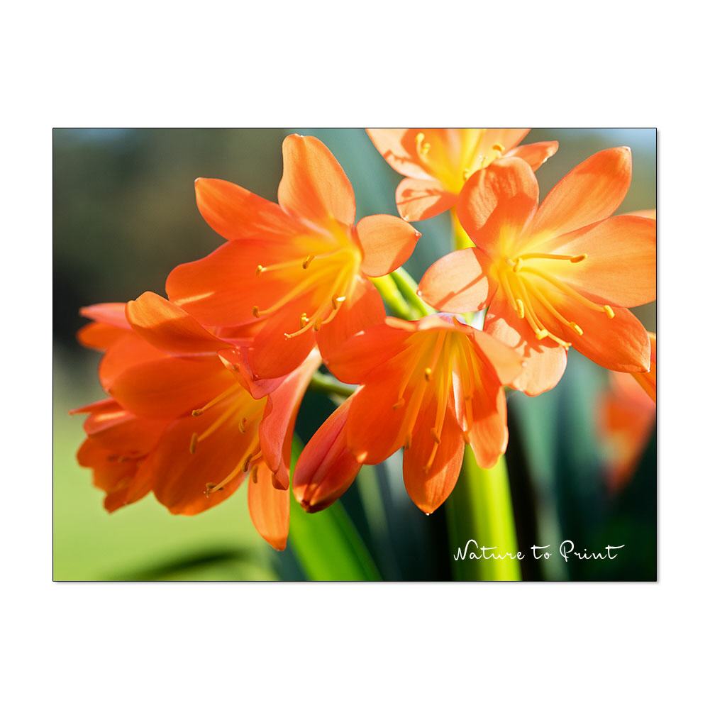 Orangs Delight | Blumenbild auf Leinwand, Kunstdruck,Acrylglas, Alu, Kissen