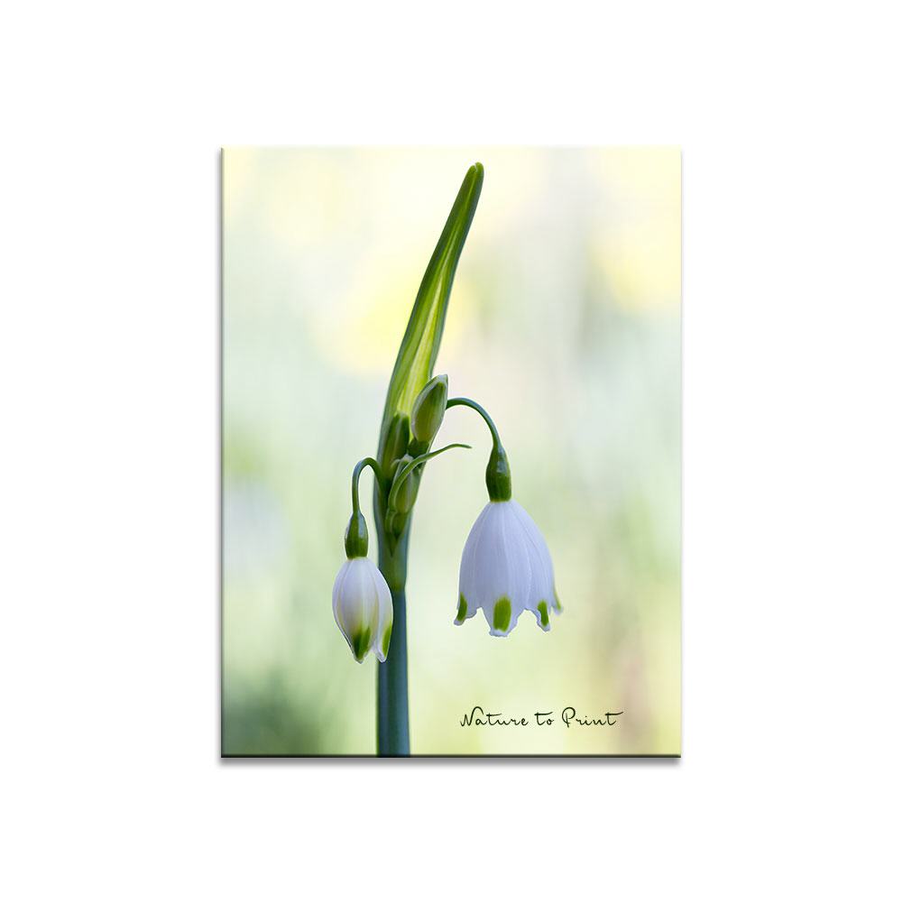 Weißes Frühlingsglöckchen Blumenbild auf Leinwand, Kunstdruck, Acrylglas, Alu, Kissen