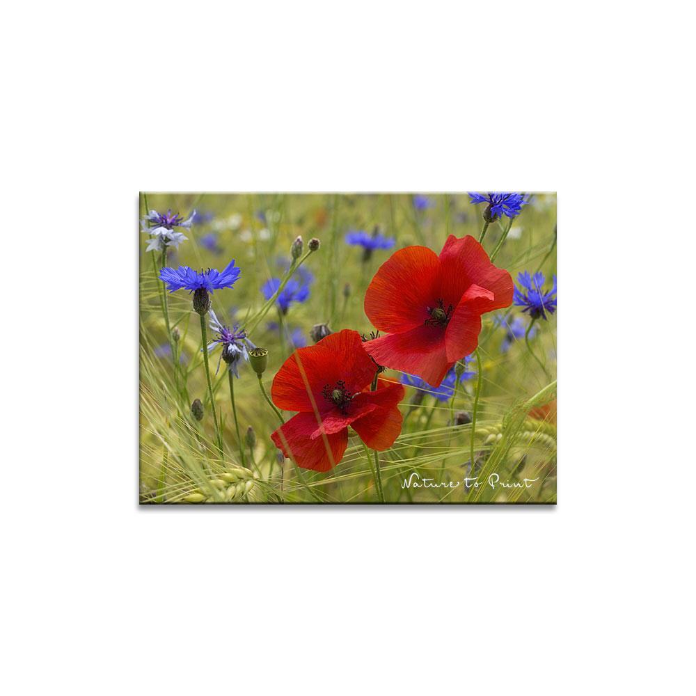 Stelldichein mit Mohn & Kornblumen Blumenbild auf Leinwand, Kunstdruck oder FineArt