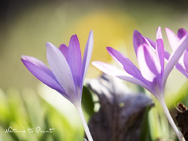 Blumenbild Krokus im Frühling