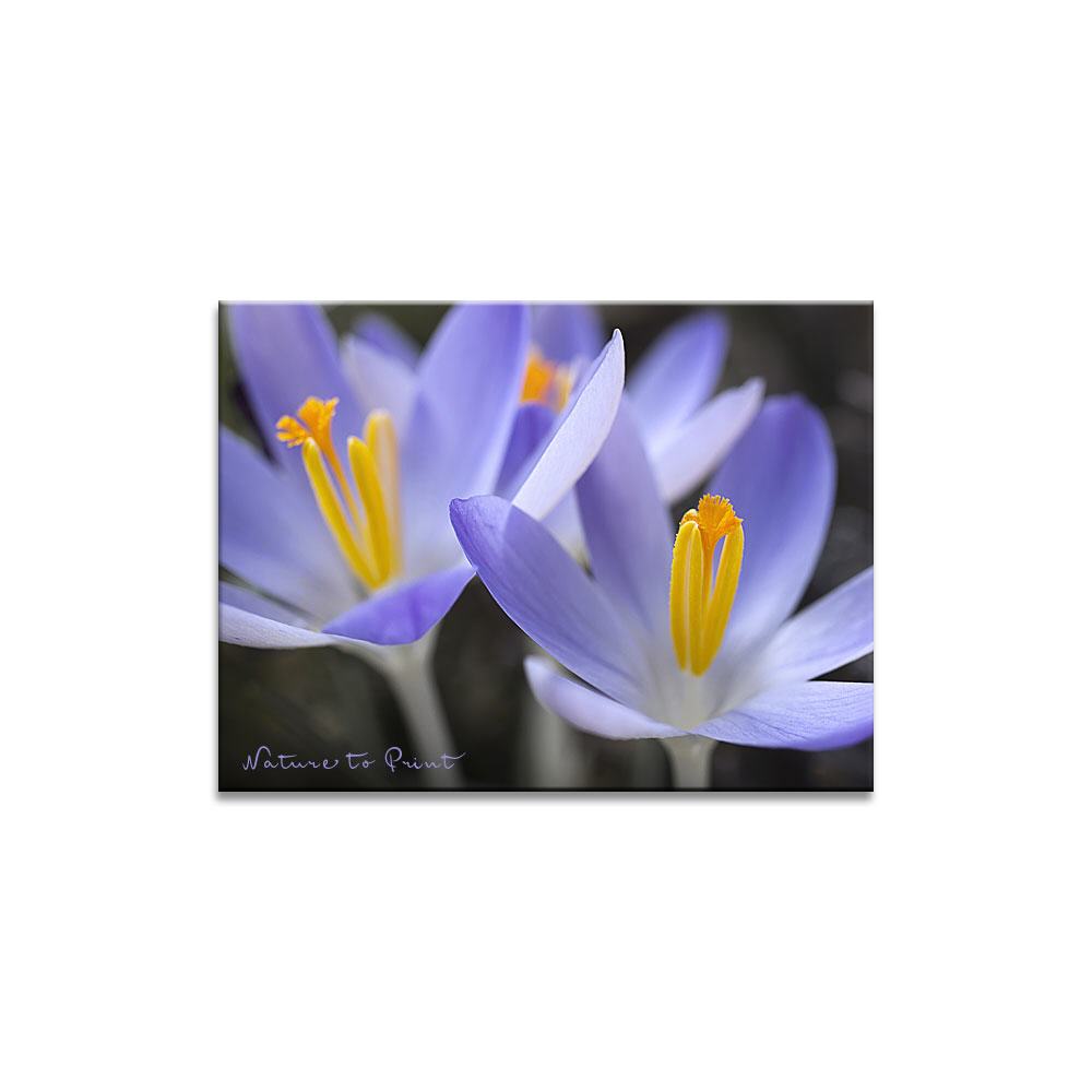 Blaues Frühlingswunder Blumenbild auf Leinwand, Kunstdruck, Acrylglas, Alu, Kissen