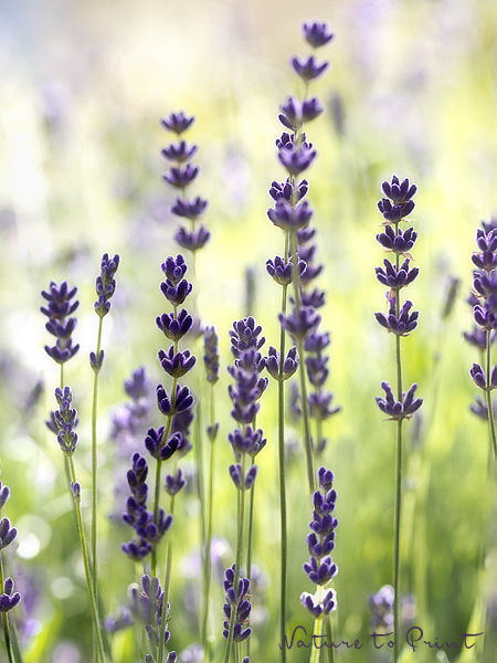 Sommerblume Leinwandbild Blumenbild-Kunstdruck und Lavendel
