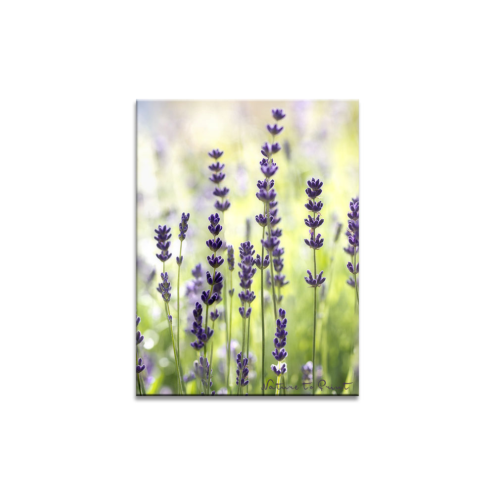 Blumenbild-Kunstdruck und Leinwandbild Sommerblume Lavendel