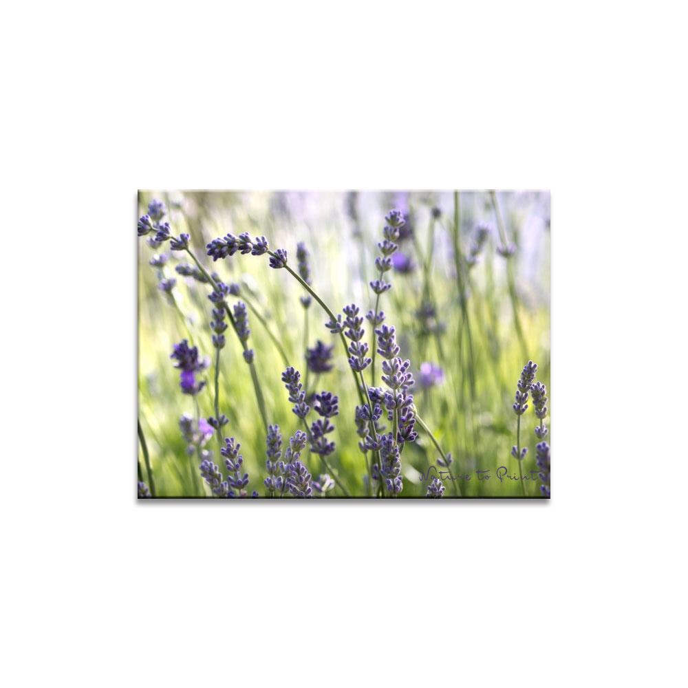 Lavendel, morgens im Gegenlicht Blumenbild auf Leinwand, Kunstdruck, Acrylglas, Alu, Kissen