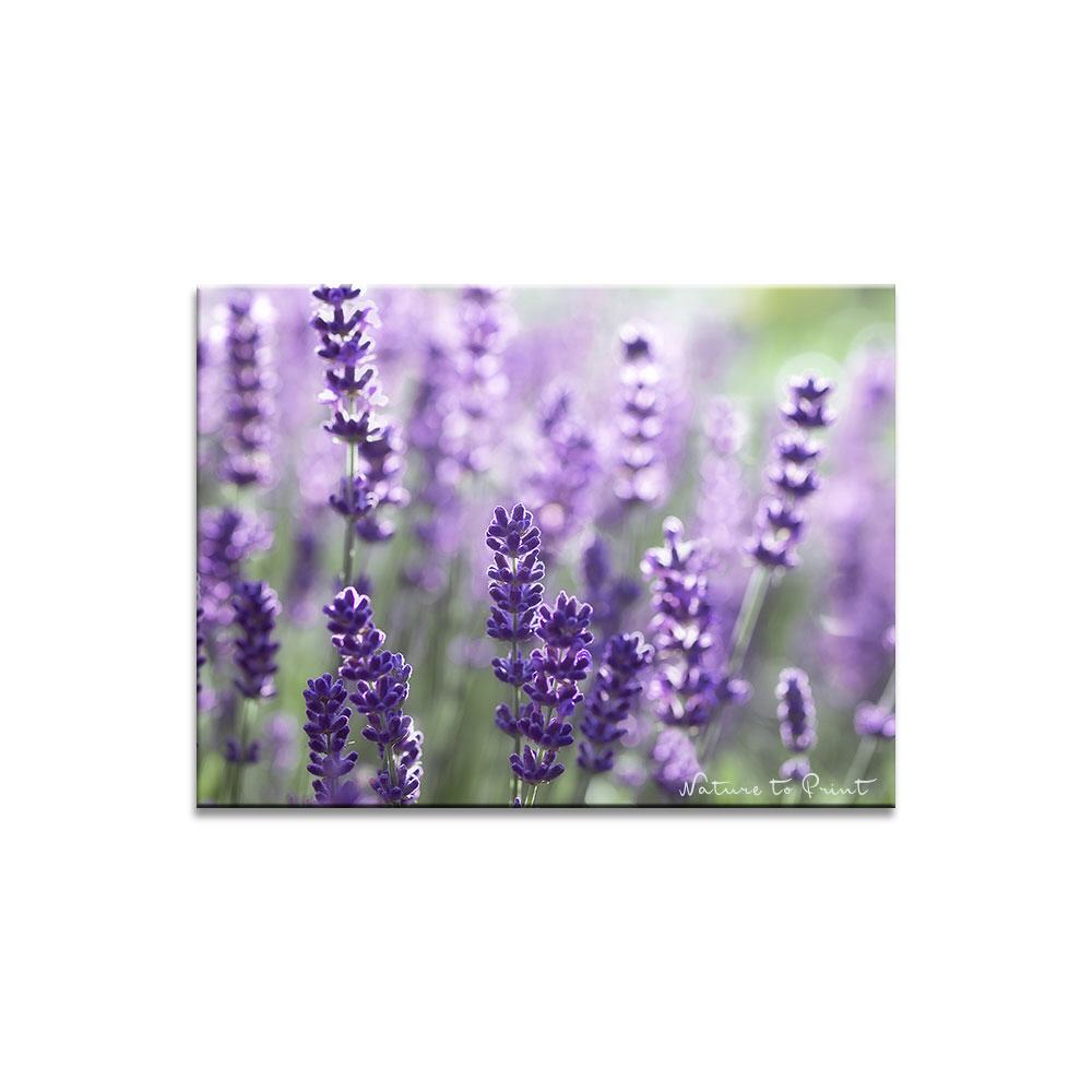 Lavendelduft Blumenbild auf Leinwand, Kunstdruck, Acrylglas, Alu, Kissen