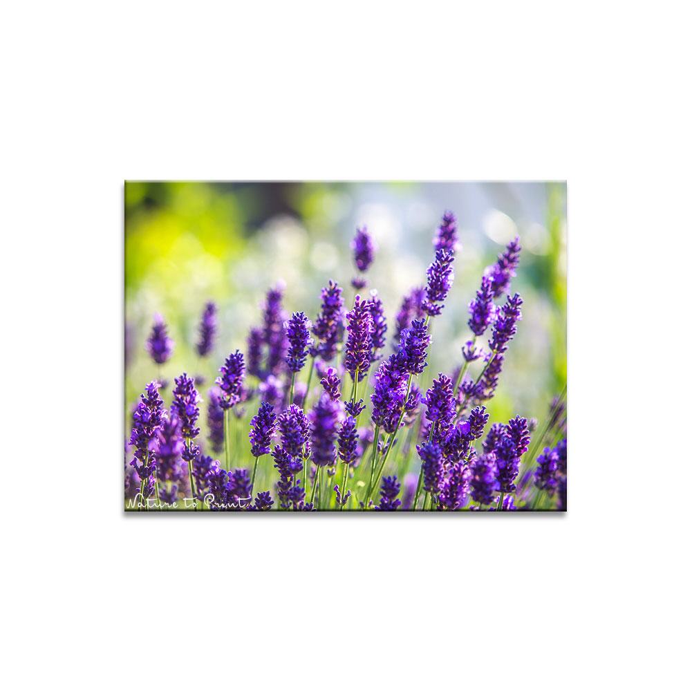 Lavendel im Morgenlicht Blumenbild auf Leinwand, Kunstdruck, Acrylglas, Alu, Kissen
