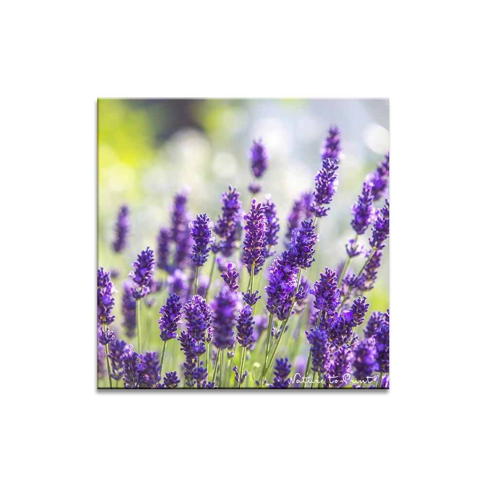 Lavendel im Morgenlicht | Quadratisches Blumenbild auf Leinwand