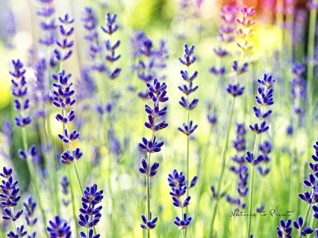 Blumenbild Glück mit Lavendel
