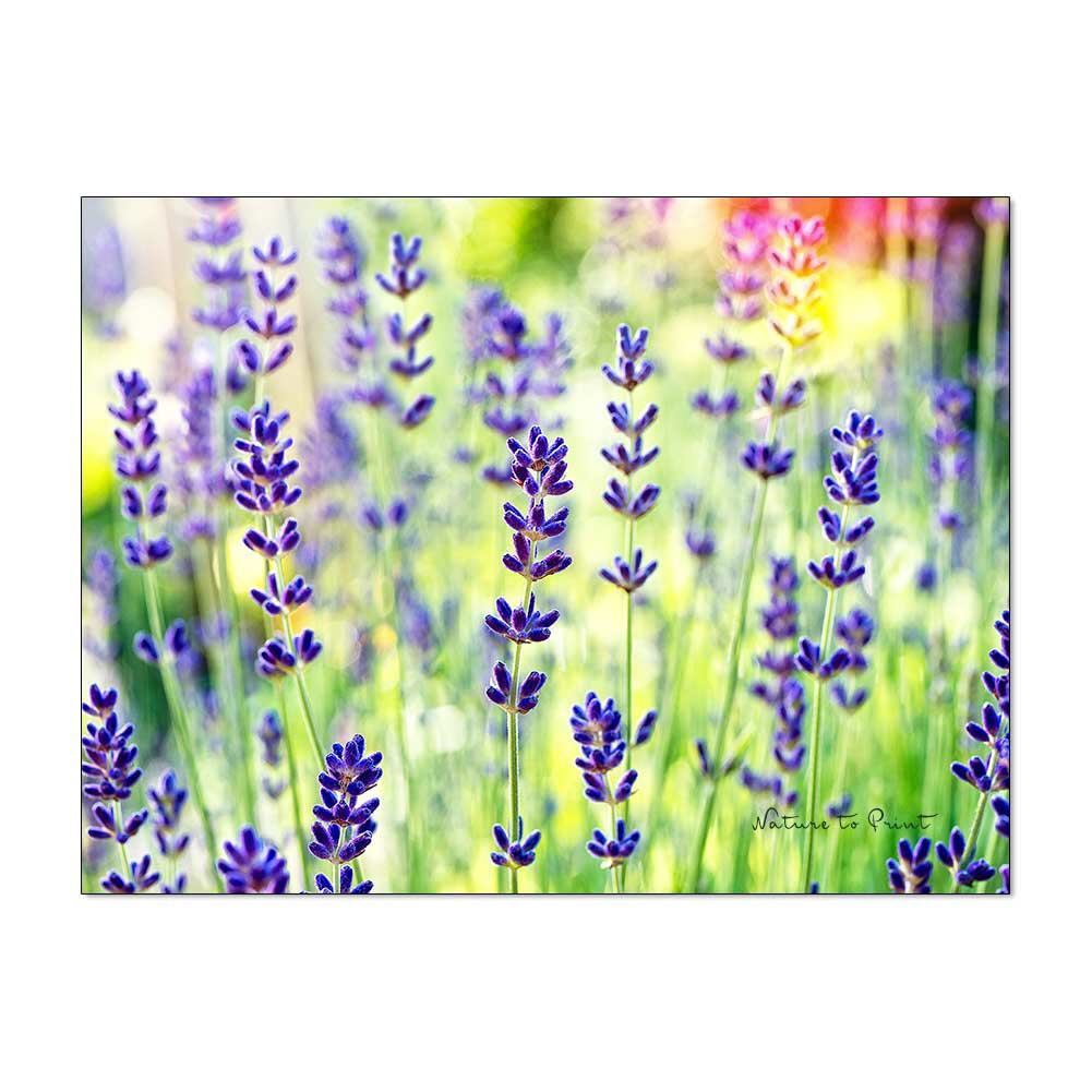 Glück mit Lavendel Blumenbild auf Leinwand, Kunstdruck oder FineArt