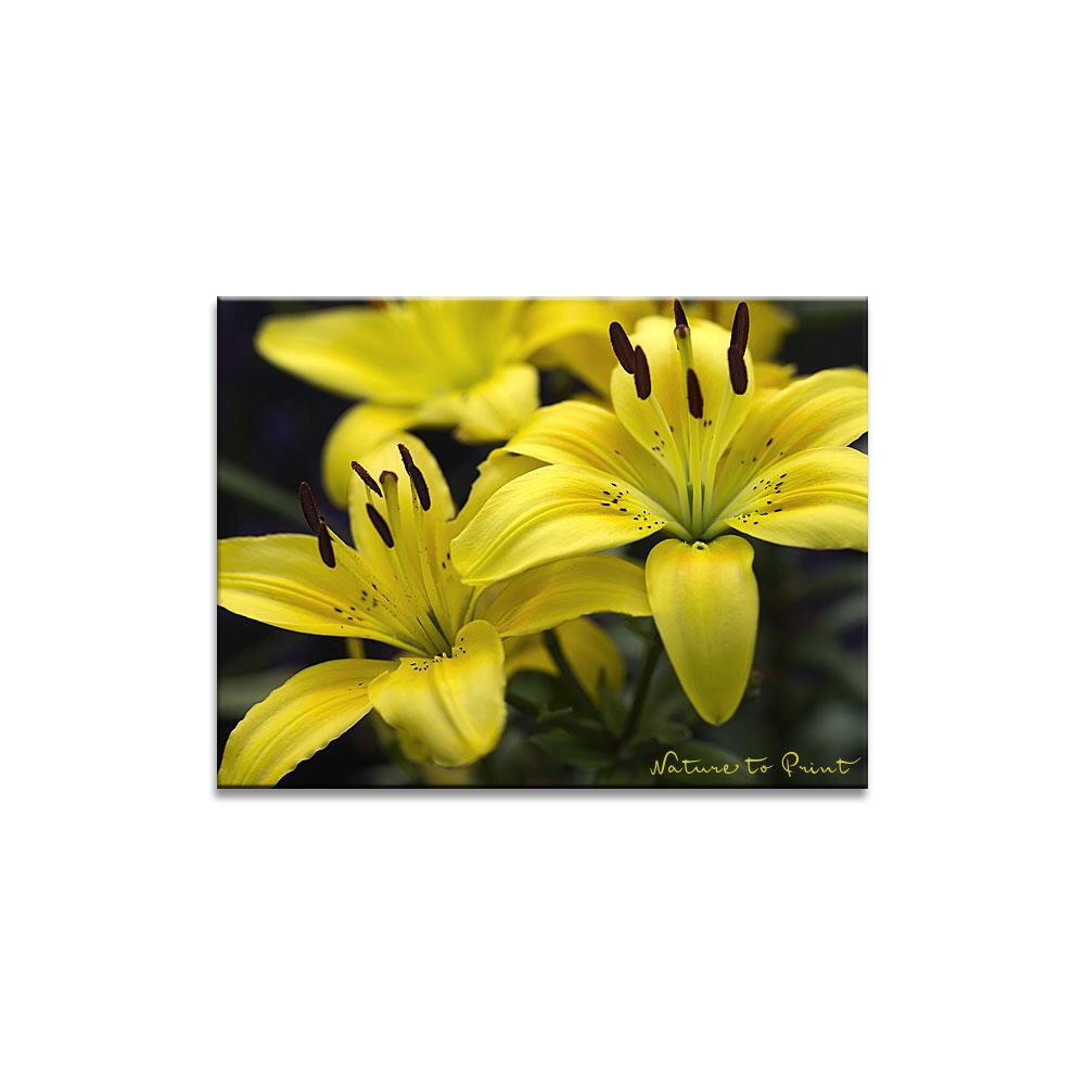 Goldstückchen | Blumenbild auf Leinwand, Kunstdruck, FineArt, Acrylglas, Alu, Fototapete, Kissen