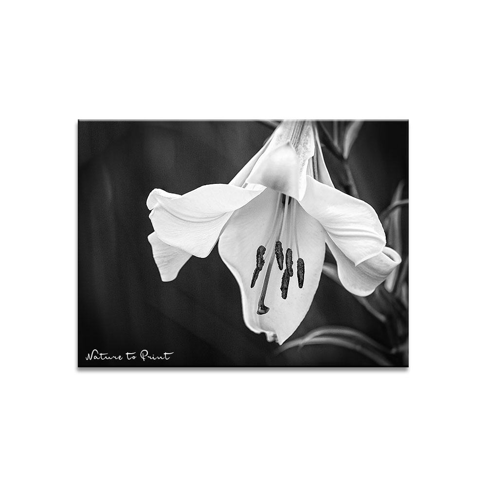 Blumenbild Trompetenlilie in Schwarzweiß
