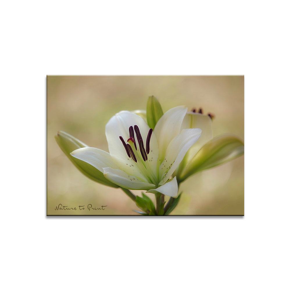 Lilie in Cremeweiß | Blumenbild auf Leinwand, Kunstdruck, FineArt, Acrylglas, Alu, Fototapete, Kissen