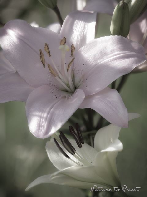 Blumenbild Lilienliebe in Pastell