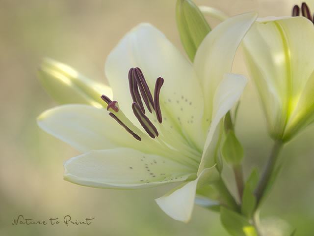 Blumenbild Das Funkeln der Lilie