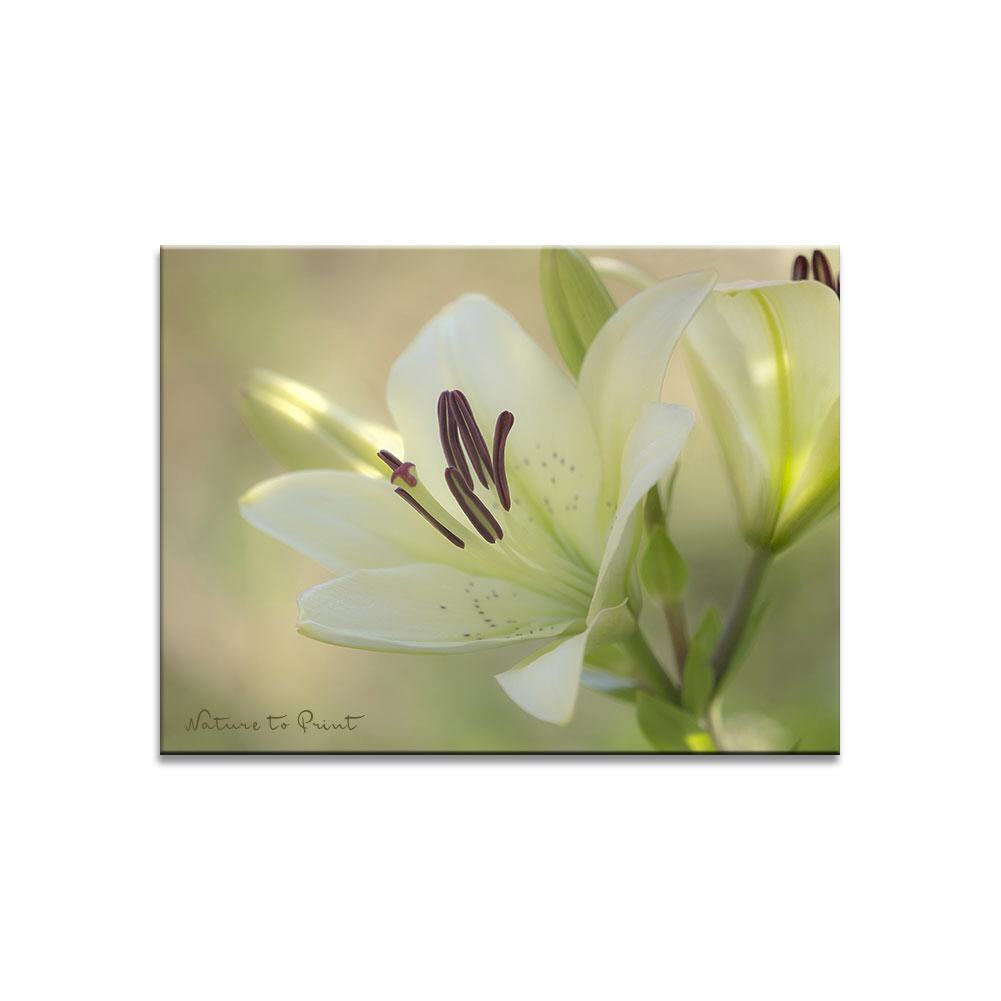 Das Funkeln der Lilie | Blumenbild auf Leinwand, Kunstdruck, FineArt, Acrylglas, Alu, Fototapete, Kissen