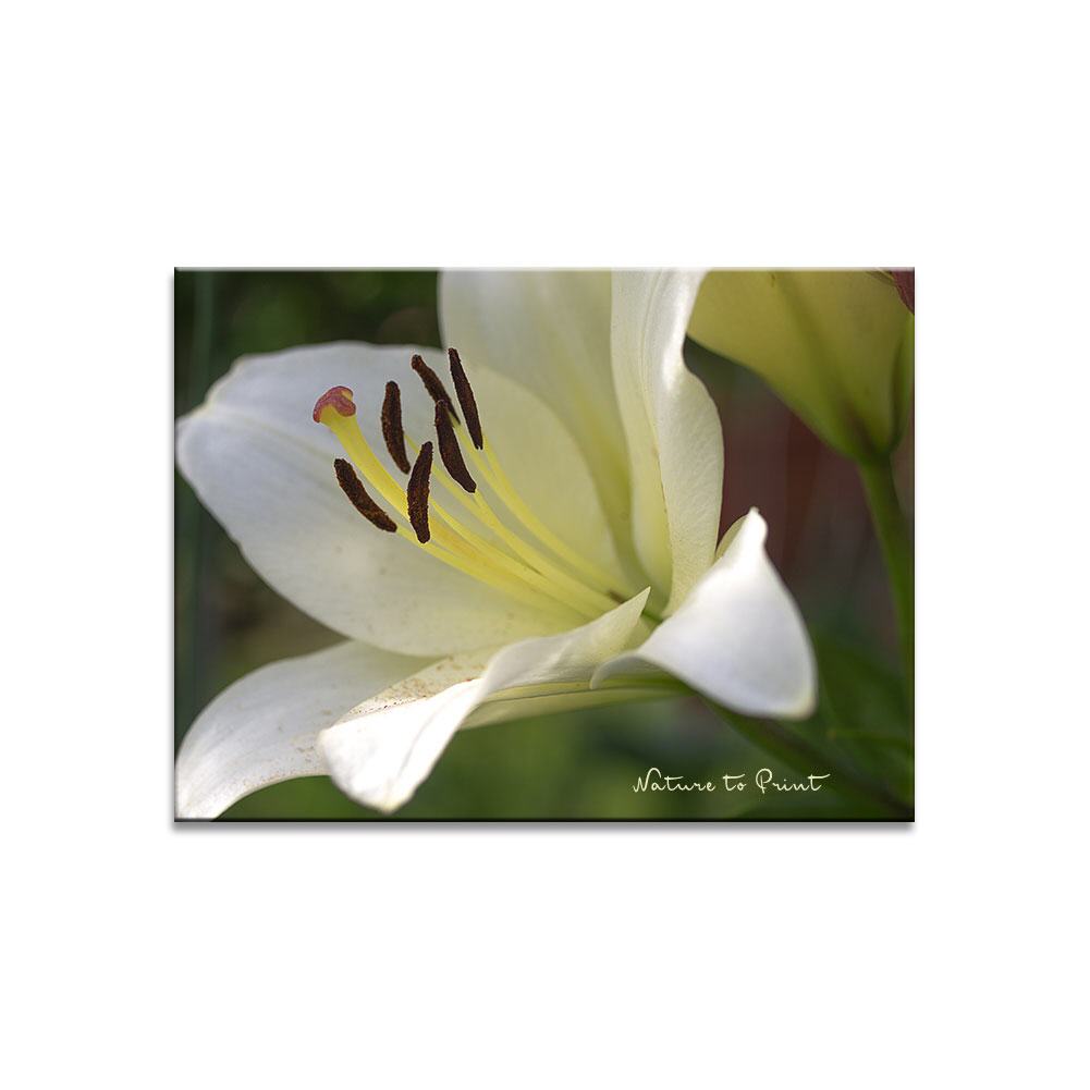 Elegante Lilie | Blumenbild auf Leinwand, Kunstdruck, FineArt, Acrylglas, Alu, Fototapete, Kissen