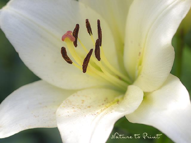 Blumenbild White Lily
