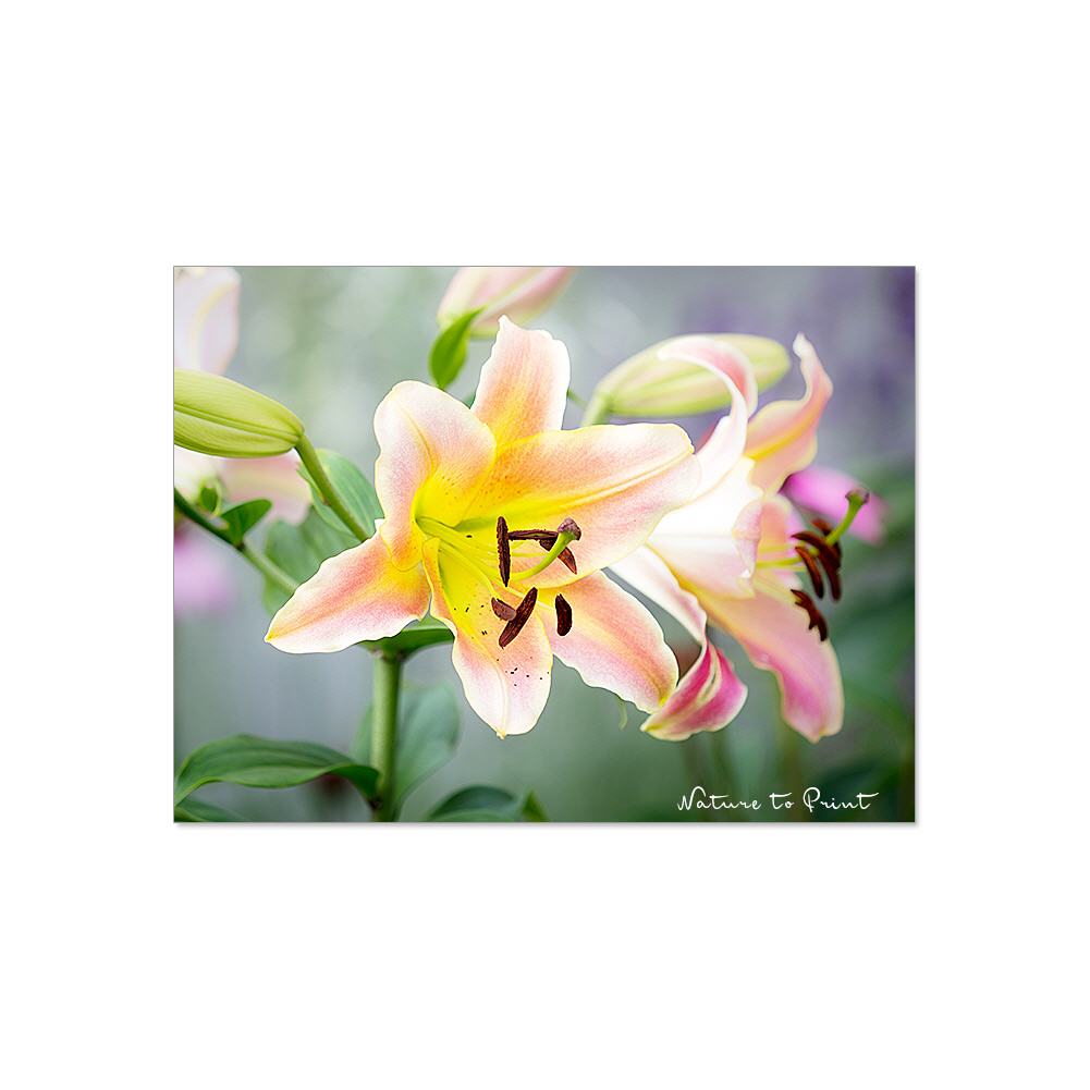 Die Prächtige erblüht | Blumenbild auf Leinwand, Kunstdruck, FineArt, Acrylglas, Alu, Fototapete, Kissen