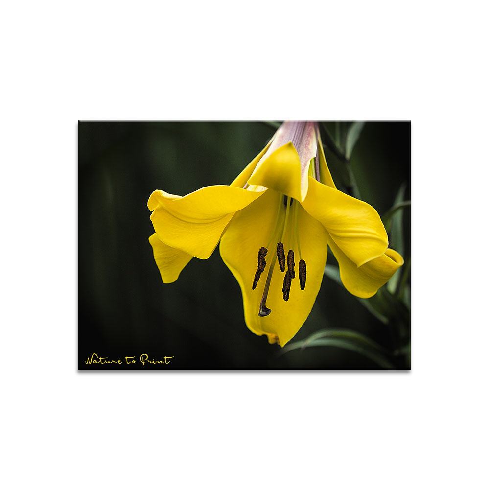 Blumenbild Goldgelbe Trompetenlilie