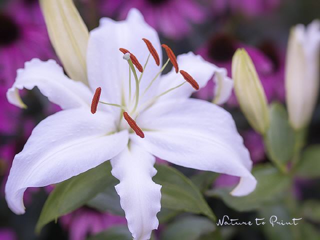Blumenbld Weiße Lilie auf Purpur
