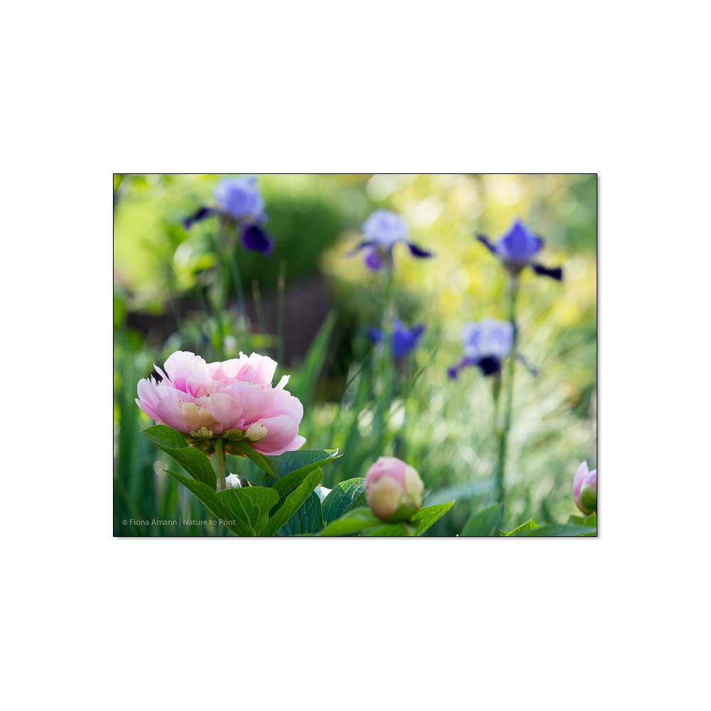 Rosa Pfingstrose mit blauer Iris | Blumenbild auf Leinwand, Kunstdruck, Acryglas, Alu oder Fototapete