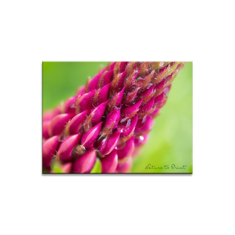 Blumenbild einer Lupine: Tropfenfänger II